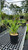 Hemorcallis Hemerocallis Pardon Me 137948 