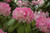  Rhododendron catawbiense Holden 169980 
