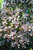 Rhododendron P.J.M. Elite 170018