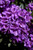  Rhododendron x Purple Gem 170026 