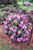 Rhododendron catawbiense Roseum Elegans 170047