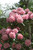 Rhododendron x Scintillation 170051