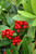 Other Ever. Sh. Skimmia japonica F 170082 