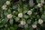 Other Ever. Sh. Skimmia japonica M 170085 