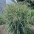  Panicum virgatum Northwind 144144 