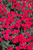 Dianthus Frosty Fire 144214