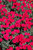  Dianthus Frosty Fire 144214 