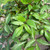  Astilbe japonica Peach Blossom 145389 