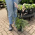  Astilbe japonica Peach Blossom 145389 