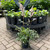 Astilbe japonica Peach Blossom 145389 