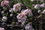  Viburnum carlesii 309501 