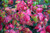  Viburnum carlesii 309501 