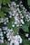 Viburnum plicatum tomentosum Viburnum 316827