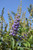 Vitex agnus-castus Shoal Creek 170236