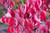Cornus florida Cherokee Brave 171626