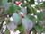 Cornus florida 298 328853