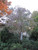 Cornus florida Cherokee Chief 171628 