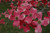  Cornus florida Cherokee Chief 171628 
