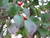  Cornus florida Cherokee Chief 171628 
