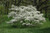  Cornus florida Cherokee Princess 171632 