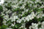  Cornus florida Cherokee Princess 171632 