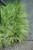 Other Orn. Grass Acorus gramineus Ogon 146194 