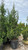 Juniperous Juniperus chinensis Hetzii Columnaris 171681 