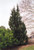 Juniperous Juniperus chinensis Robusta Green 171682 