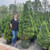 Picea glauca Conica 171715