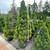  Picea glauca Conica 171715 
