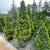  Picea glauca Conica 171715 