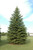  Picea glauca Blue teardrop 328759 