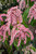 Pieris japonica Valley Rose 171727