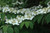 Viburnum plicatum tomentosum Shasta 171762