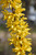 Forsythia x intermedia Lynwood Gold 172232