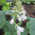  Hosta sieboldiana Elegans 172392 