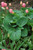  Hosta sieboldiana Elegans 172392 