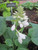  Hosta sieboldiana Elegans 172392 