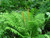 Fern Osmunda Cinnamomea 172509 