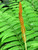 Fern Osmunda Cinnamomea 172509 