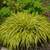 Other Orn. Grass Hakonechloa m Aureola 172631 