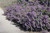 Other Sun Per. Nepeta Walkers Low 172637 