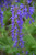 Salvia May Night 172642