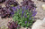 Salvia May Night 172642