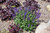  Salvia May Night 172642 