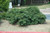  Taxus baccata Repandens 312005 