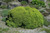  Picea abies Little Gem 184162 