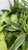 Dish Gardens 10"DISH GARDEN CERAMIC/METAL 