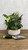 Dish Gardens 10"DISH GARDEN CERAMIC/METAL 