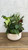 Dish Gardens 10"DISH GARDEN CERAMIC/METAL 
